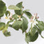 Citrusdal Parfum